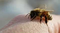 Apitherapy nebo léčba kousnutí včel