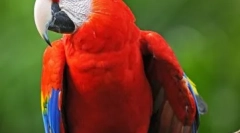 Ara dancer: video, kde parrot tančí na posteli
