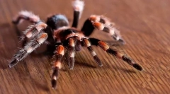Arachnologie