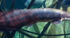 Arapima