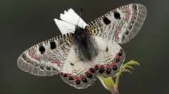 Archon apollinus