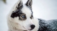 Arktický husky
