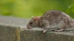 Aspekty otravy člověka s krysí jed