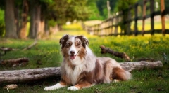 Australská shepherda