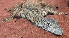 Australský obří varan