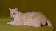 Australská mlha: misty cat