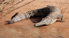 Australský sladkovodní krokodýl