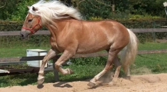 Rakouské koně