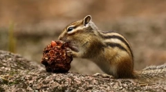 Asijský chipmunk