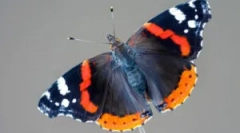 Admirál butterfly: popis a životní styl