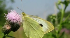 Butterfly - zelí a housenky na zelí