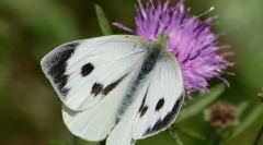 Butterfly zelí