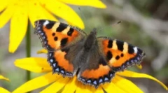 Butterfly utility: popis a životní styl