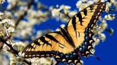 Butterfly plachetnice