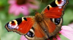 Motýl peacock eye