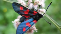 Butterfly pesttraka