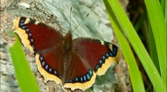 Butterfly turnotsa