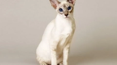 Baliinesian cat (baliinese, baliinese)