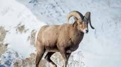 Baran snowy