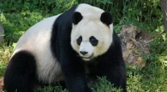 Bílá panda