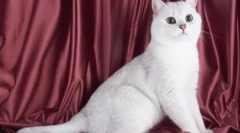 Bílé britské kočky