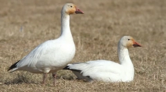 Bílý gus