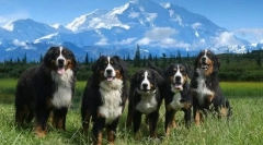 Bernecká zennenhund (foto): pes, který se usmívá