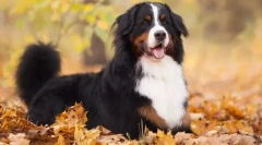 Bernecká zennenhund
