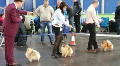 Obchodní projekt: pomeranian šitive školka