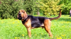 Blohehund (foto): loajální a oddaný přítel s ušlechtilými způsoby
