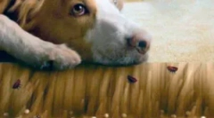 Blechy na podlaze a jeho zpracování z parazitů