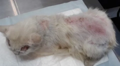 Bleší dermatitida u koček: symptomy a léčba