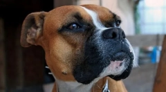 Boxer