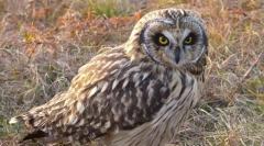 Swamp owl