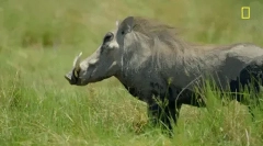 Warthog - divoký kanec s obrovskými tesáky