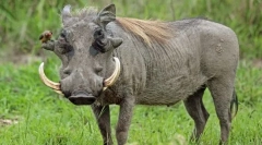 Warthog