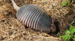 Bremenity - tajemná zvířata v armor