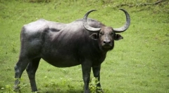 Buffalo asijský divoký