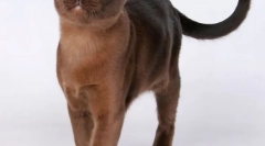 Buman cat (fotografie): svalové upevnění oči oči