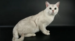 Burmilla - cat plemeno