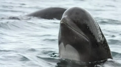 Botinotone bezvýrazný