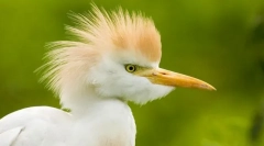 Heron egyptian