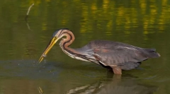Heron zrzka