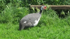 Guinea slepice