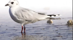 Čínský seagull