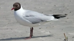 Racek relikt