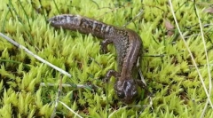 Co je zajímavé pro sibiřský roh?