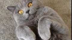 Co je nebezpečné toxoplasma mikroorganismus pro člověka?