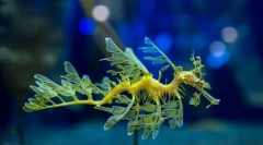 Než pozoruhodný mořský drak?