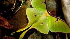 Než muži pavlin-eyed moon se liší od samic?